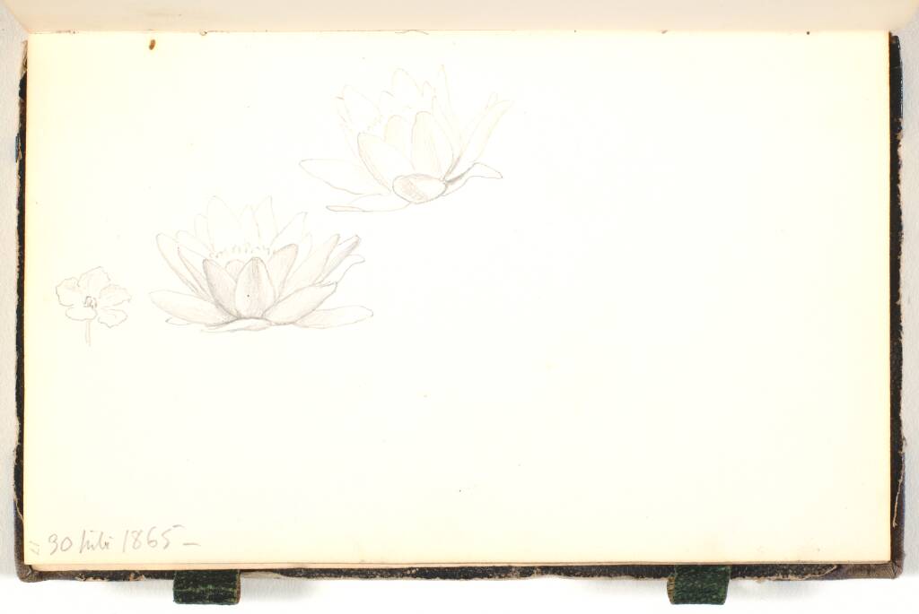 Blomsterstudier