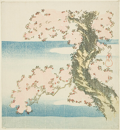 Blooming Cherry
