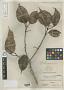 Blumeodendron subcaudatum Merr.
