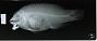 Bodianus diplotaenia