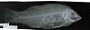 Bodianus eclancheri