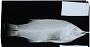 Bodianus mesothorax