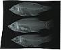 Bodianus mesothorax