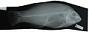 Bodianus perditio