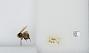 Bombus (Alpinobombus) balteatus