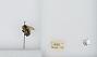 Bombus (Alpinobombus) balteatus