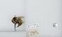 Bombus (Alpinobombus) balteatus