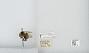 Bombus (Alpinobombus) balteatus