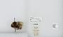 Bombus (Alpinobombus) polaris