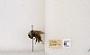 Bombus appositus