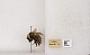 Bombus appositus