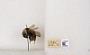 Bombus appositus