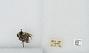 Bombus bifarius nearcticus