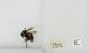 Bombus bifarius nearcticus