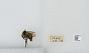 Bombus bifarius nearcticus