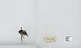 Bombus bifarius nearcticus