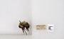 Bombus bimaculatus