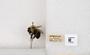 Bombus bimaculatus