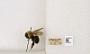 Bombus bimaculatus