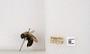 Bombus bimaculatus