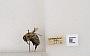 Bombus bimaculatus