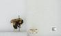 Bombus (Bombus) affinis