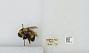 Bombus (Bombus) affinis
