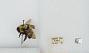 Bombus (Bombus) affinis