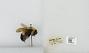 Bombus (Bombus) affinis