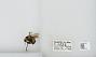 Bombus (Bombus) affinis