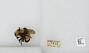 Bombus (Bombus) affinis