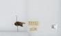 Bombus (Bombus) lucorum