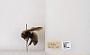Bombus (Bombus) nevadensis
