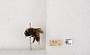 Bombus (Bombus) nevadensis