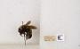Bombus (Bombus) nevadensis