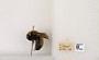 Bombus (Bombus) nevadensis