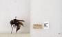 Bombus (Bombus) nevadensis auricormus