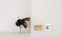 Bombus (Bombus) nevadensis auricormus