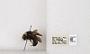 Bombus (Bombus) nevadensis auricormus