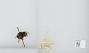 Bombus (Bombus) occidentalis