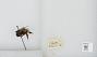 Bombus (Bombus) occidentalis