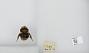 Bombus (Bombus) occidentalis