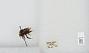 Bombus (Bombus) occidentalis