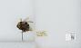 Bombus (Bombus) occidentalis