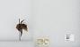 Bombus (Bombus) occidentalis
