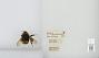 Bombus (Bombus) occidentalis