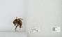 Bombus (Cullumanobombus) rufocinctus