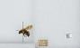 Bombus (Diversobombus) diversus