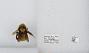 Bombus (Fervidobombus) fervidus fervidus