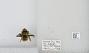 Bombus (Fervidobombus) fervidus fervidus